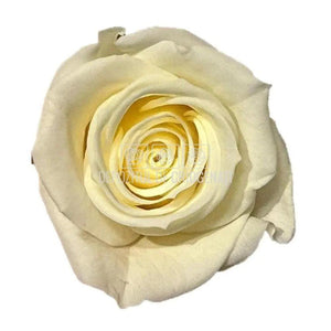 Trandafiri Criogenati PRINCESS CHAMPAGNE (Ø2,5-3cm, 16 buc) - DepozituldeCriogenati.ro