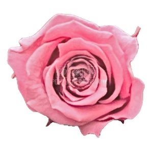 Trandafiri Criogenati PRINCESS CHERRY VINTAGE (Ø2,5-3cm, set 16 buc /cutie) - DepozituldeCriogenati.ro