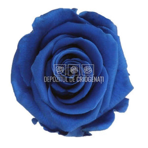 Trandafiri Criogenati PRINCESS DARK BLUE (Ø2,5-3cm, set 16 buc) - DepozituldeCriogenati.ro