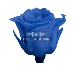Trandafiri Criogenati PRINCESS DARK BLUE (Ø2,5-3cm, set 16 buc) - DepozituldeCriogenati.ro