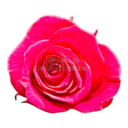 Trandafiri Criogenati PRINCESS DARK PINK (Ø2,5-3cm, set 16 buc) - DepozituldeCriogenati.ro