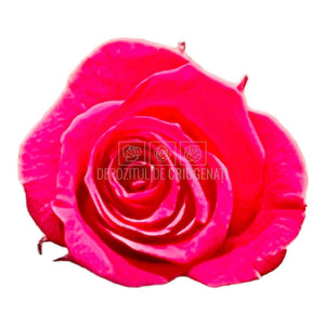 Trandafiri Criogenati PRINCESS DARK PINK (Ø2,5-3cm, set 16 buc) - DepozituldeCriogenati.ro