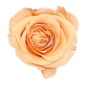 Trandafiri Criogenati PRINCESS PEACH (Ø2,5-3cm, set 16 buc /cutie) - DepozituldeCriogenati.ro