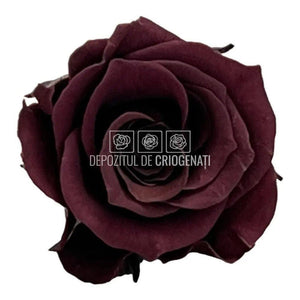 Trandafiri Criogenati PRINCESS PURPLE (Ø2,5-3cm, set 16 buc /cutie) - DepozituldeCriogenati.ro