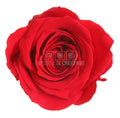 Trandafiri Criogenati PRINCESS RED (dia. 2,5-3cm, set 16 buc /cutie)