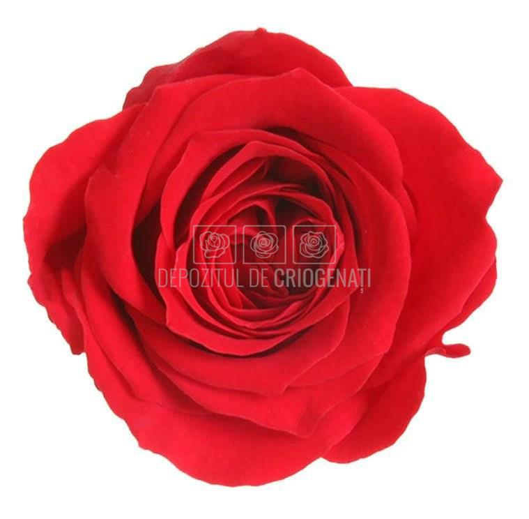 Trandafiri Criogenati PRINCESS RED (dia. 2,5-3cm, set 16 buc /cutie)