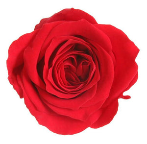 Trandafiri Criogenati PRINCESS RED (dia. 2,5-3cm, set 16 buc /cutie)