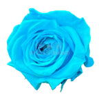 Trandafiri Criogenati PRINCESS TURQUOISE (Ø2,5-3cm, set 16 buc) - DepozituldeCriogenati.ro