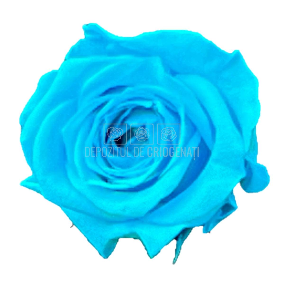 Trandafiri Criogenati PRINCESS TURQUOISE (Ø2,5-3cm, set 16 buc) - DepozituldeCriogenati.ro