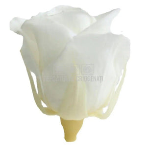 Trandafiri Criogenati PRINCESS WHITE (Ø2,5-3cm, set 16 buc) - DepozituldeCriogenati.ro
