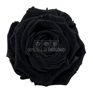 Trandafiri Criogenati S BLA-01 (Ø3-4cm, set 12 buc /cutie) - DepozituldeCriogenati.ro