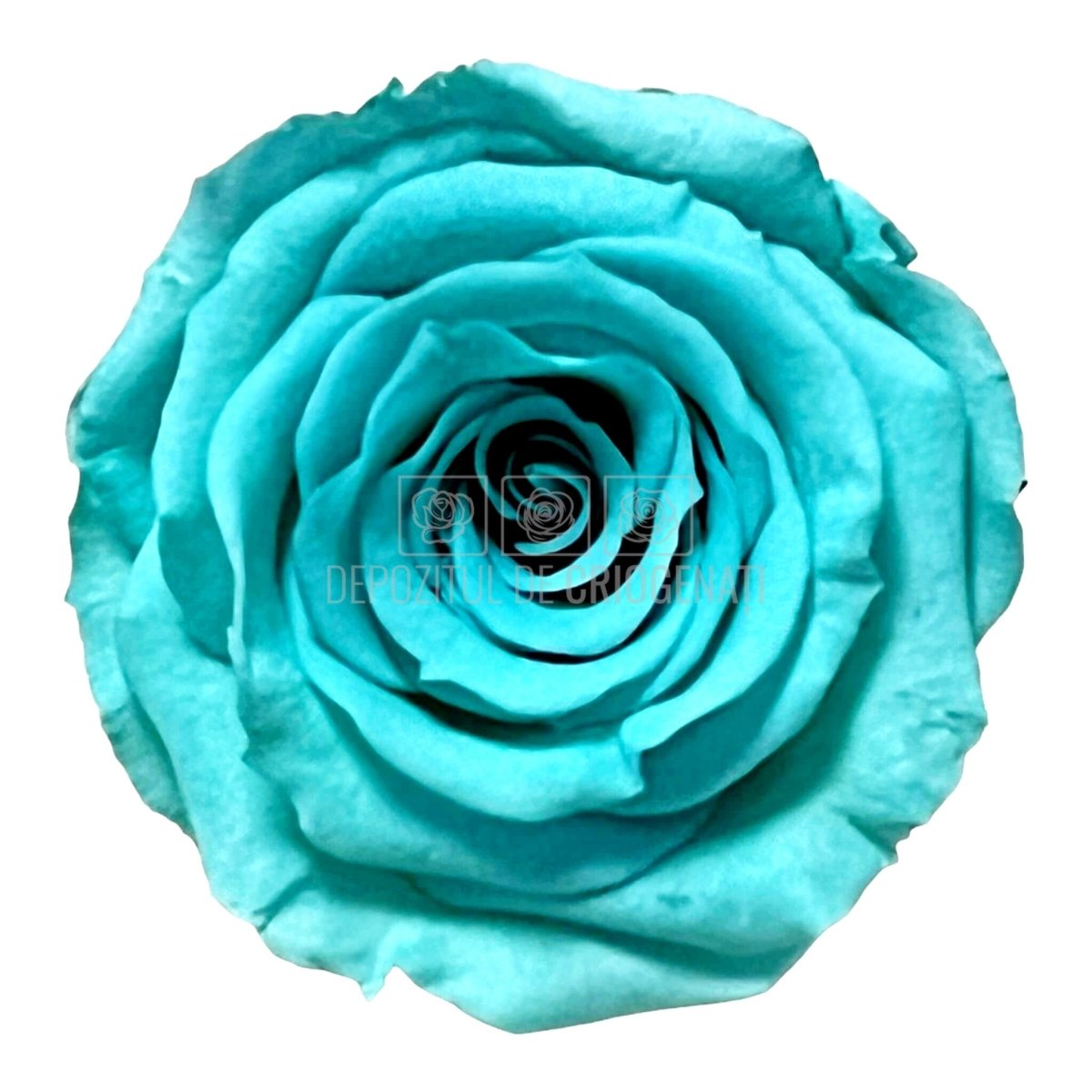 Trandafiri Criogenati S BLU-02 (Ø3-4cm, set 12 buc /cutie) - DepozituldeCriogenati.ro