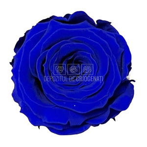 Trandafiri Criogenati S BLU-03 (Ø3-4cm, set 12 buc /cutie) - DepozituldeCriogenati.ro