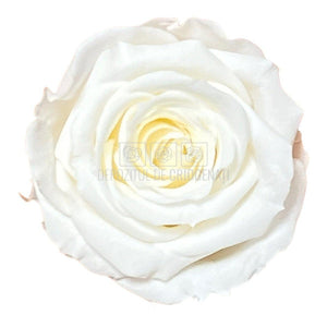 Trandafiri Criogenati S CHA-89 (Ø3-4cm, set 12 buc /cutie) - DepozituldeCriogenati.ro