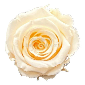 Trandafiri Criogenati S CHA-99 (Ø3-4cm, set 12 buc /cutie) - DepozituldeCriogenati.ro