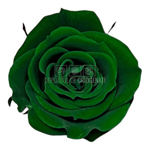 Trandafiri Criogenati S GRE-02 (Ø3-4cm, set 12 buc /cutie) - DepozituldeCriogenati.ro