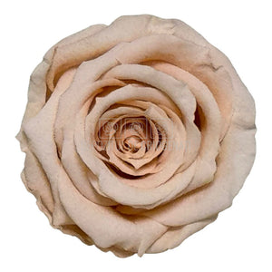 Trandafiri Criogenati S PEA-01 (dia. 3-4cm, set 12 buc /cutie)