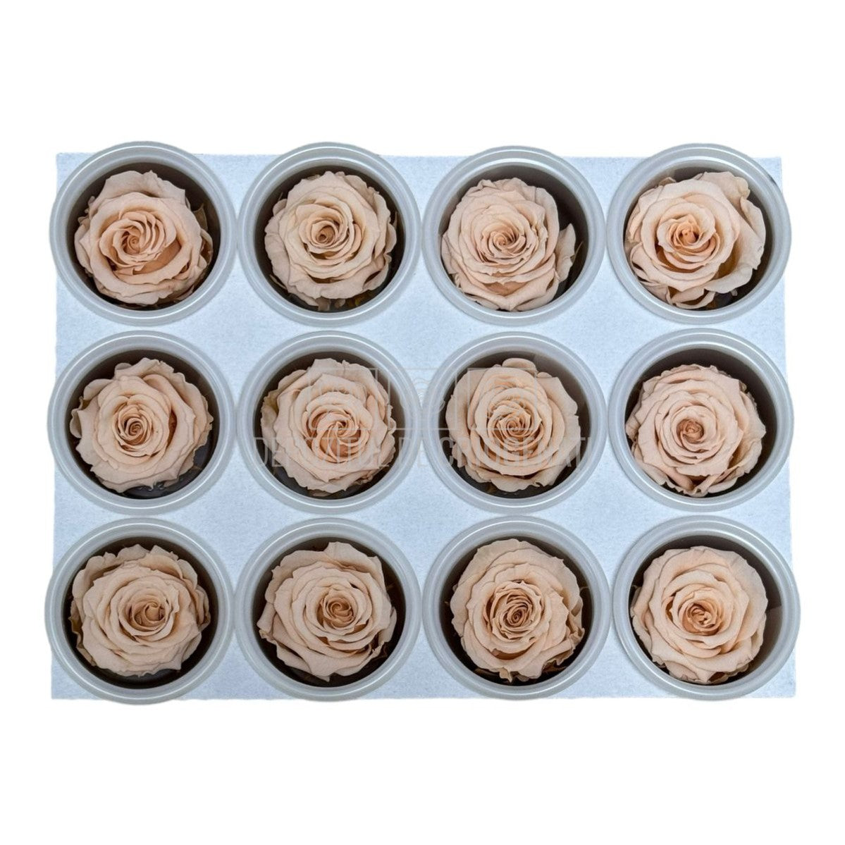 Trandafiri Criogenati S PEA-01 (dia. 3-4cm, set 12 buc /cutie)