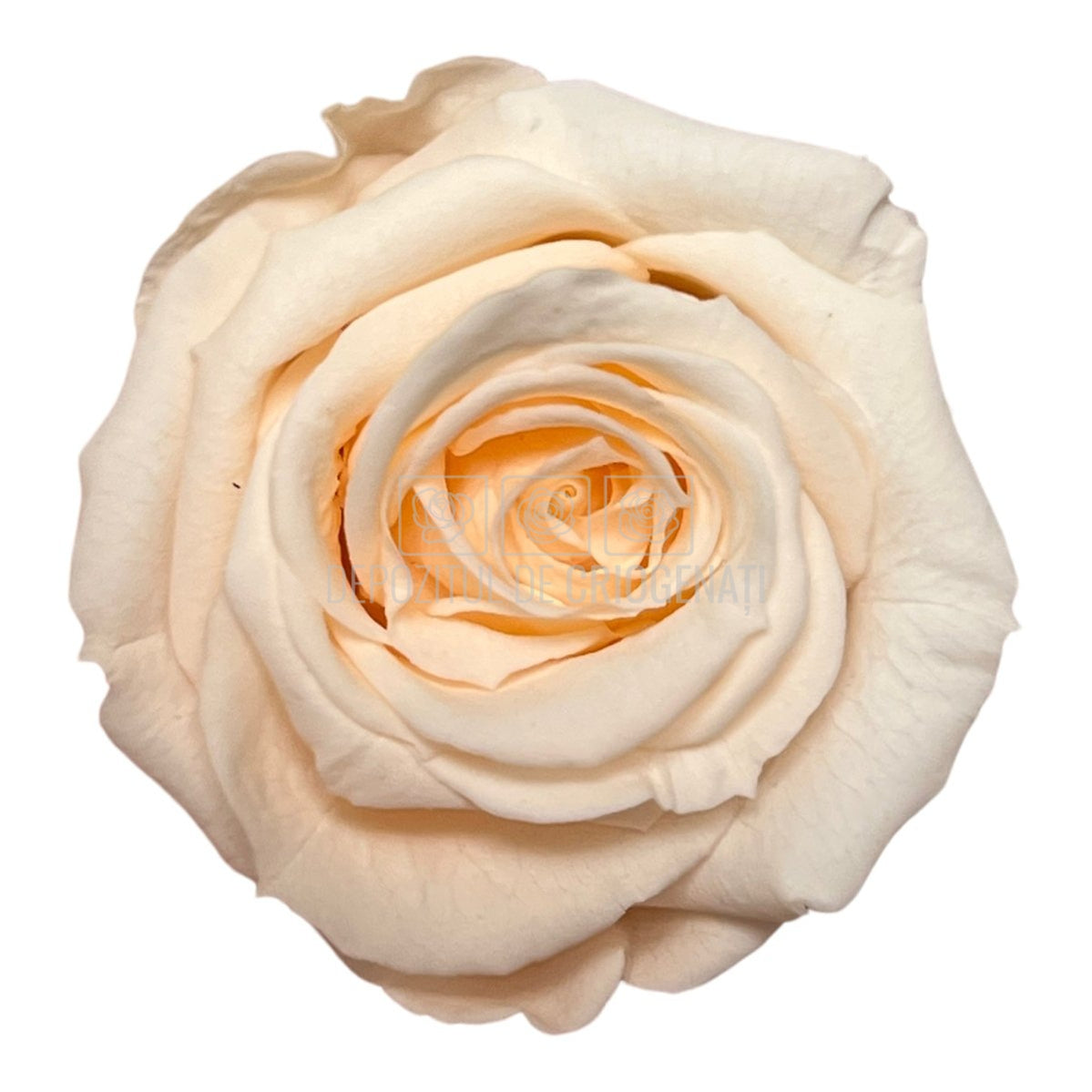 Trandafiri Criogenati S PEA-89 (Ø3-4cm, set 12 buc /cutie) - DepozituldeCriogenati.ro