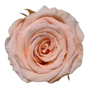 Trandafiri Criogenati S PEA-99 (dia. 3-4cm, set 12 buc /cutie)