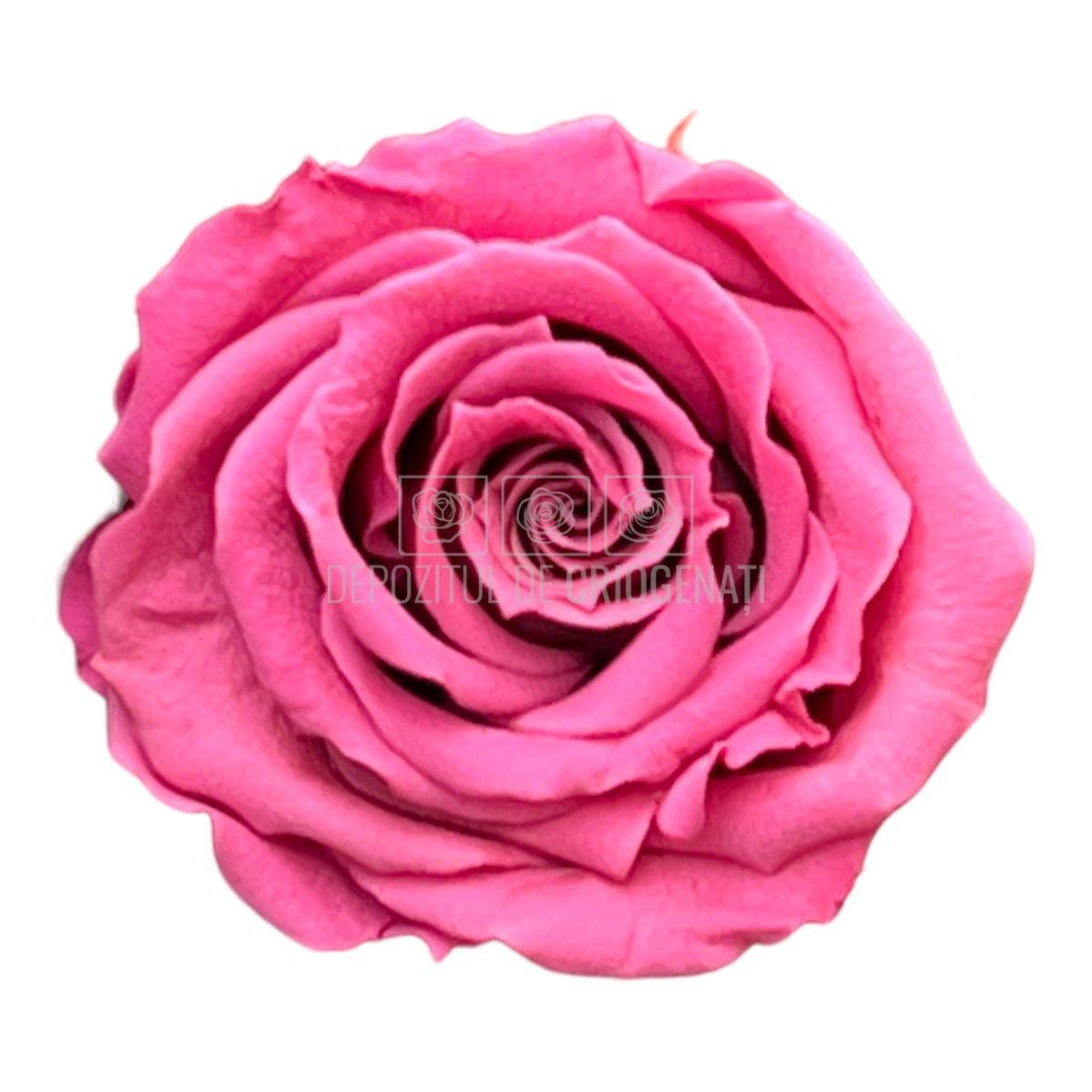 Trandafiri Criogenati S VIO-02 (Ø3-4cm, set 12 buc /cutie) - DepozituldeCriogenati.ro