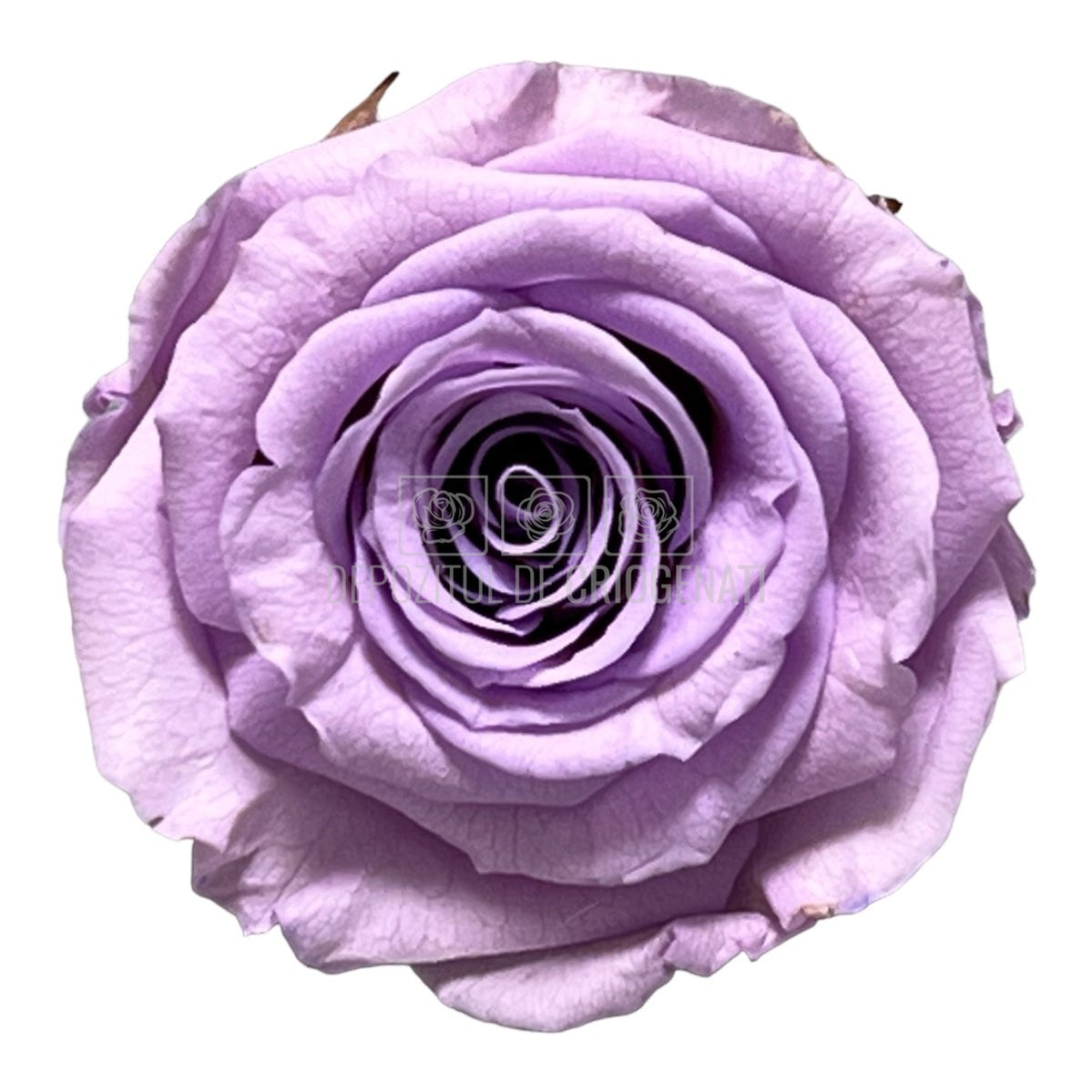 Trandafiri Criogenati S VIO-03 (Ø3-4cm, set 12 buc /cutie) - DepozituldeCriogenati.ro