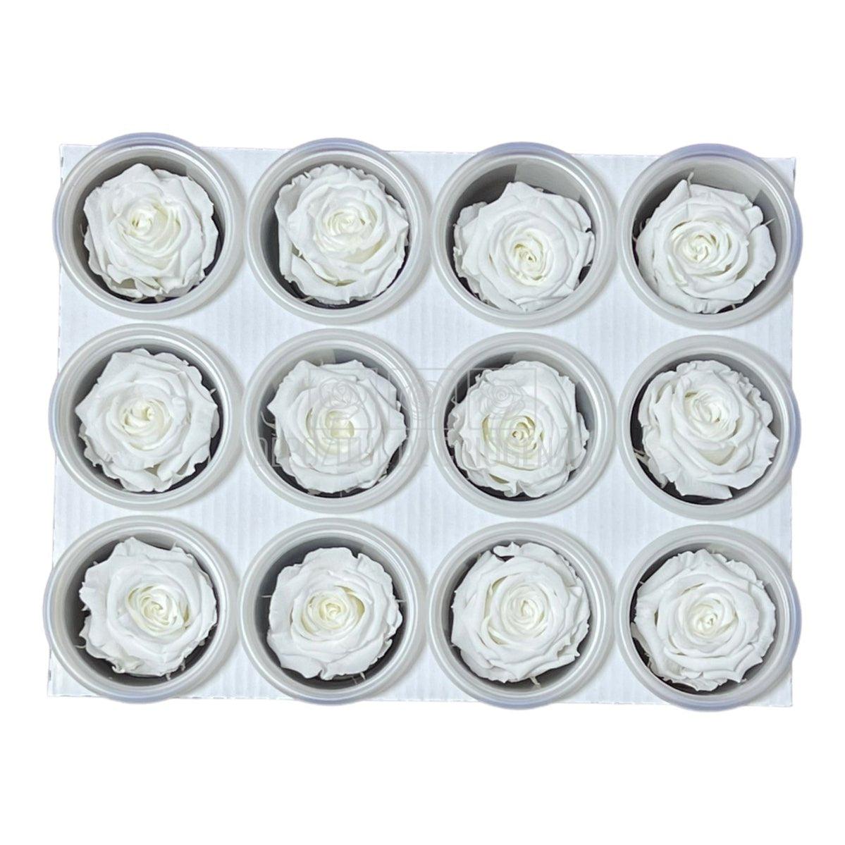 Trandafiri Criogenati S WHI-01 (Ø3-4cm, set 12 buc /cutie) - DepozituldeCriogenati.ro