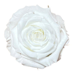 Trandafiri Criogenati S WHI-01 (Ø3-4cm, set 12 buc /cutie) - DepozituldeCriogenati.ro
