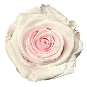 Trandafiri Criogenati STANDARD BICOLOR (Ø5-5,5cm; set 6 buc /cutie) - DepozituldeCriogenati.ro