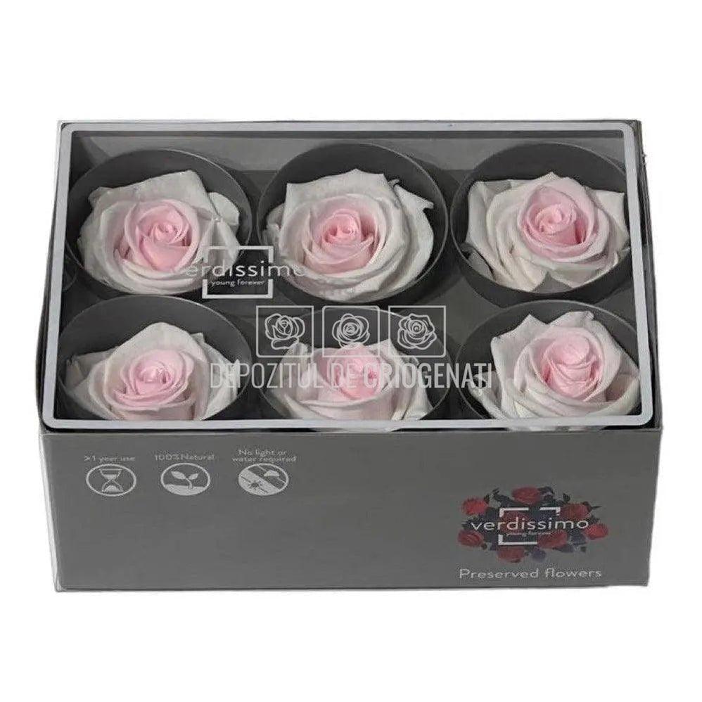 Trandafiri Criogenati STANDARD BICOLOR (Ø5-5,5cm; set 6 buc /cutie) - DepozituldeCriogenati.ro