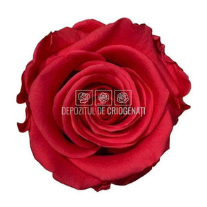 Trandafiri Criogenati STANDARD DARK PINK (Ø5-5,5cm) - DepozituldeCriogenati.ro