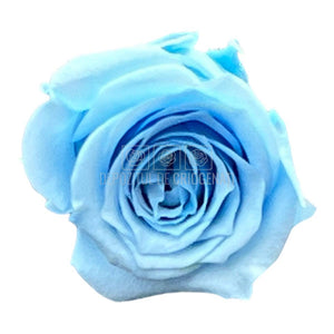 Trandafiri Criogenati STANDARD LIGHT BLUE (Ø5-5,5cm) - DepozituldeCriogenati.ro