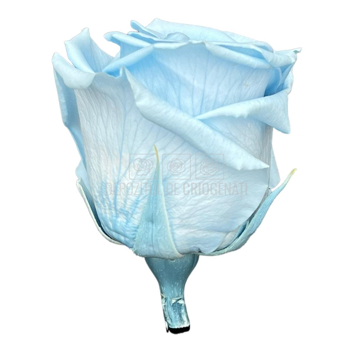 Trandafiri Criogenati STANDARD LIGHT BLUE (Ø5-5,5cm) - DepozituldeCriogenati.ro