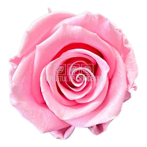 Trandafiri Criogenati STANDARD PASTEL PINK (Ø5-5,5cm) - DepozituldeCriogenati.ro