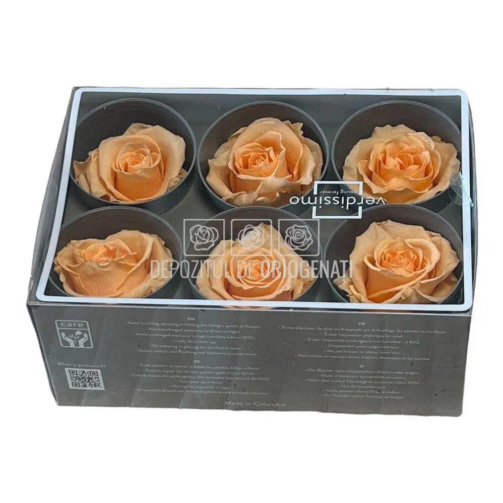 Trandafiri Criogenati STANDARD PEACH (Ø5-5,5cm) - DepozituldeCriogenati.ro