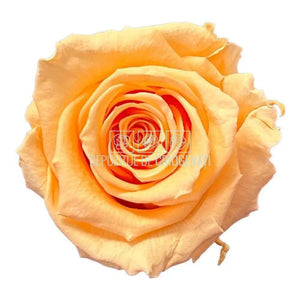 Trandafiri Criogenati STANDARD PEACH (Ø5-5,5cm) - DepozituldeCriogenati.ro
