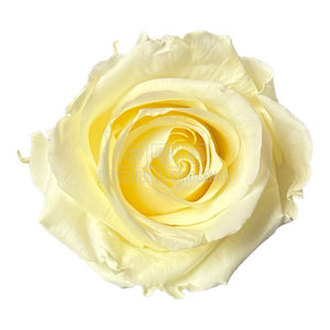 Trandafiri Criogenati STANDARD VANILLA CREAM (Ø5-5,5cm)-Depozitul de Criogenati