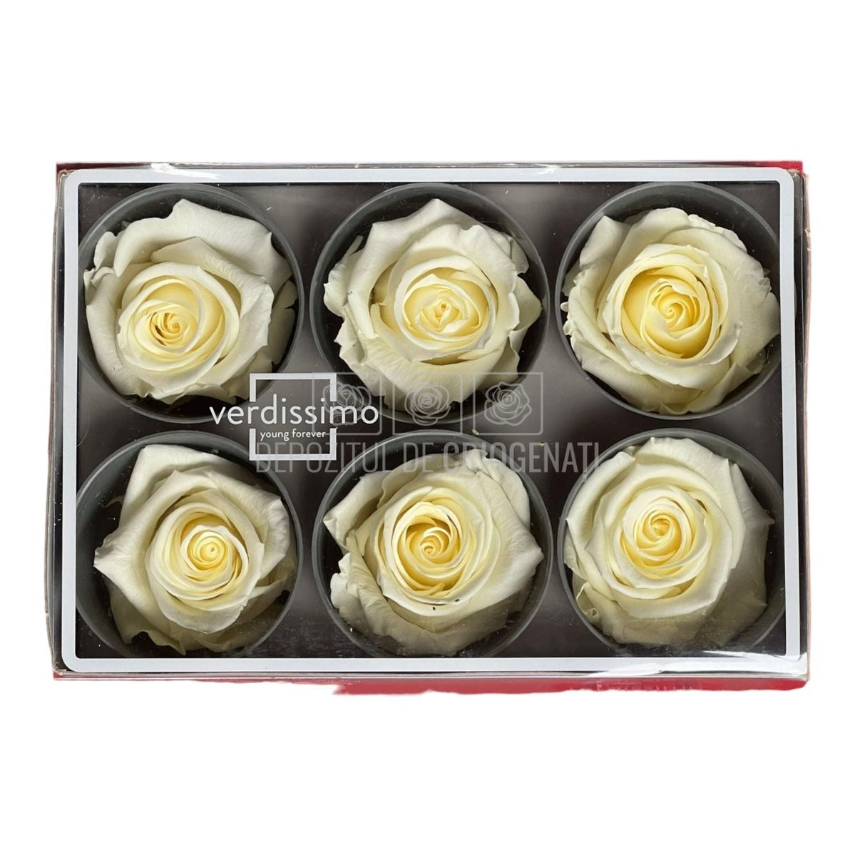 Trandafiri Criogenati STANDARD VANILLA CREAM (Ø5-5,5cm)-Depozitul de Criogenati