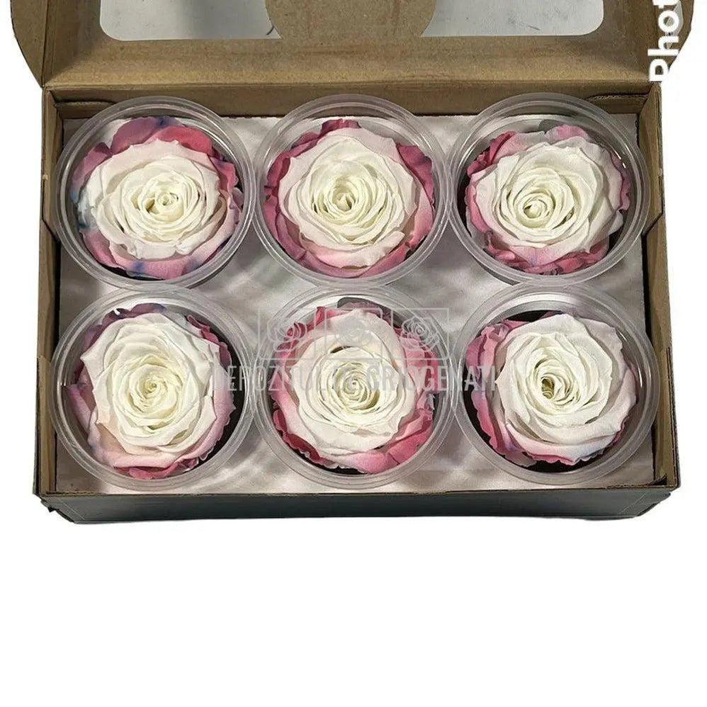 Trandafiri Criogenati XL BIC-60 (Ø6-6,5cm, set 6 buc /cutie) - DepozituldeCriogenati.ro