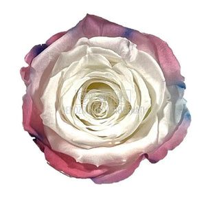 Trandafiri Criogenati XL BIC-60 (Ø6-6,5cm, set 6 buc /cutie) - DepozituldeCriogenati.ro