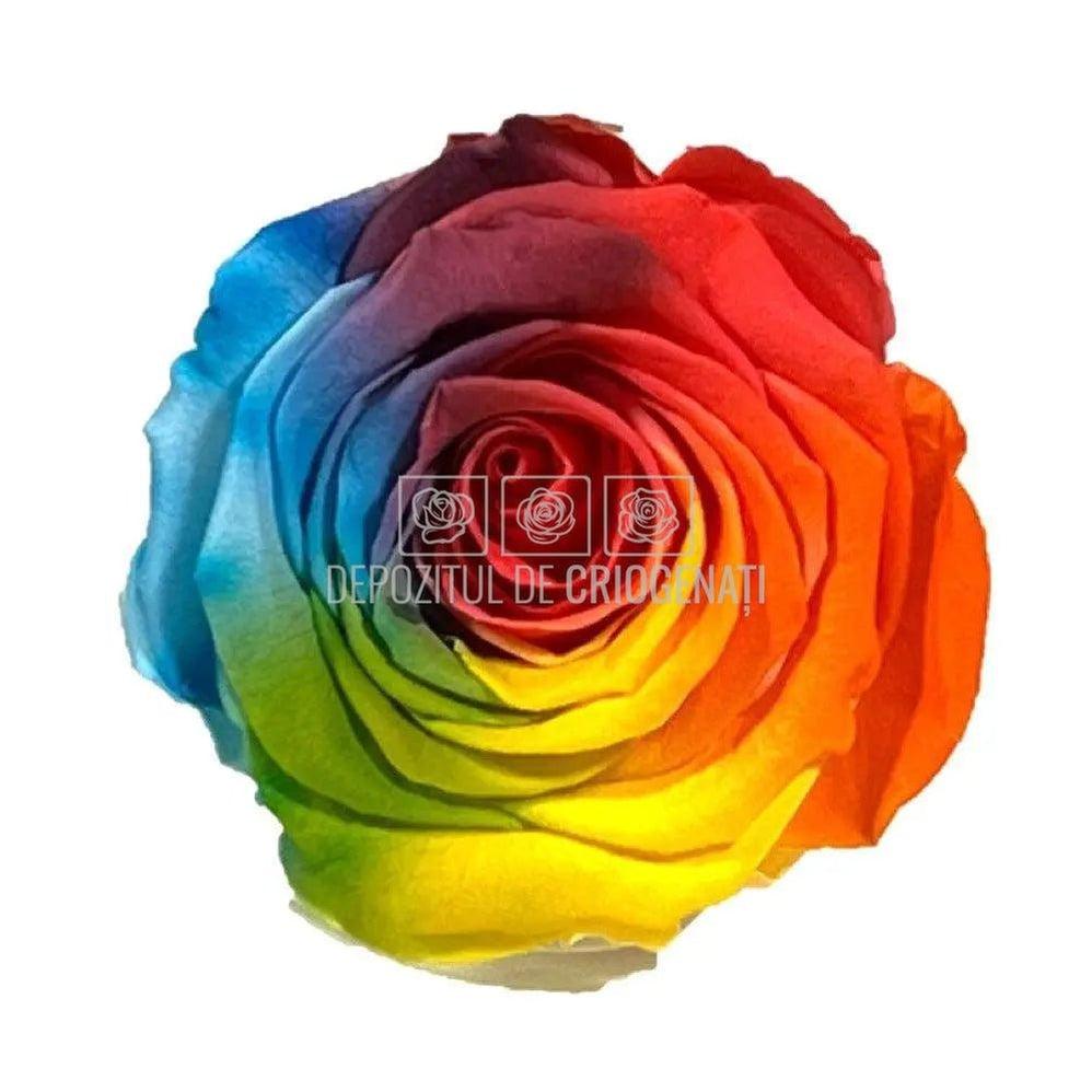 Trandafiri Criogenati XL BIC-61 (Ø6-6,5cm, set 6 buc /cutie) - DepozituldeCriogenati.ro