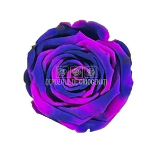 Trandafiri Criogenati XL BIC-65 (Ø6-6,5cm, set 6 buc /cutie) - DepozituldeCriogenati.ro