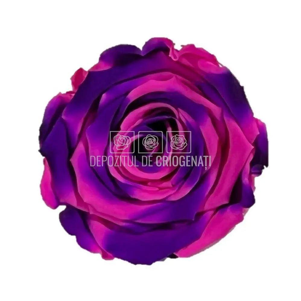 Trandafiri Criogenati XL BIC-66 (Ø6-6,5cm, set 6 buc /cutie) - DepozituldeCriogenati.ro