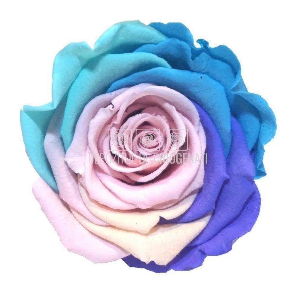 Trandafiri Criogenati XL CANDY RAINBOW PIN-04 Ø6-6,5cm, set 6 buc - DepozituldeCriogenati.ro