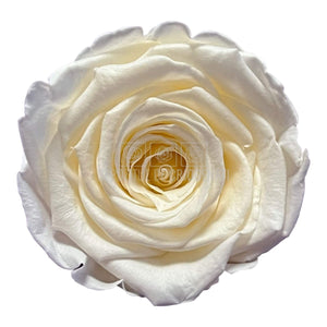 Trandafiri Criogenati XL CHA-89 (Ø6-6,5cm, set 6 buc /cutie) - DepozituldeCriogenati.ro