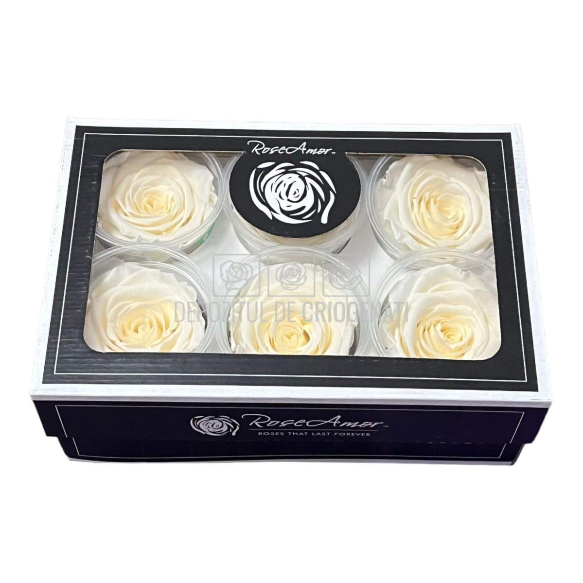 Trandafiri Criogenati XL CHA-89 (Ø6-6,5cm, set 6 buc /cutie) - DepozituldeCriogenati.ro