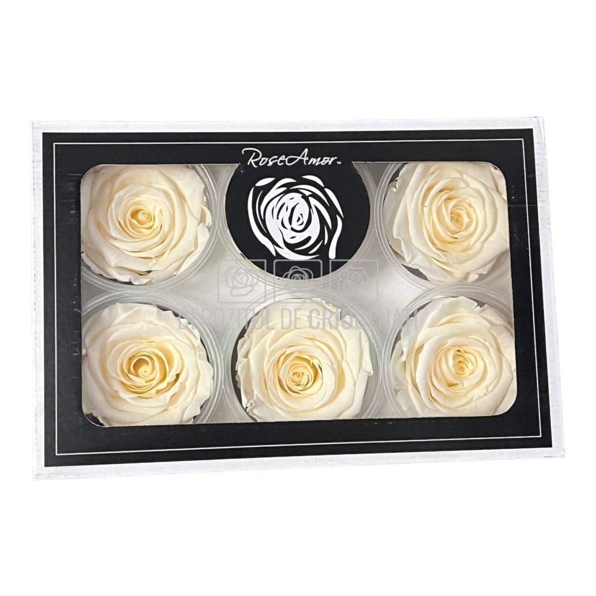 Trandafiri Criogenati XL CHA-89 (Ø6-6,5cm, set 6 buc /cutie) - DepozituldeCriogenati.ro