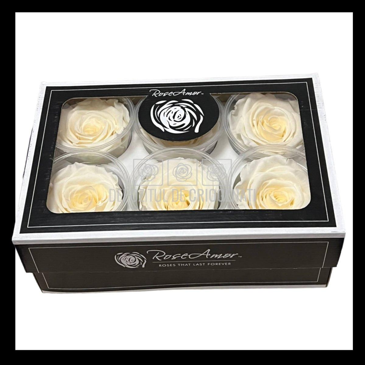 Trandafiri Criogenati XL CHA-89 (Ø6-6,5cm, set 6 buc /cutie) - DepozituldeCriogenati.ro