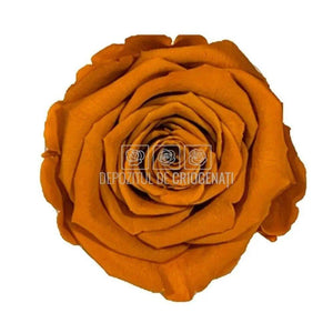 Trandafiri Criogenati XL CLY-01 (Ø6-6,5cm, set 6 buc /cutie) - DepozituldeCriogenati.ro