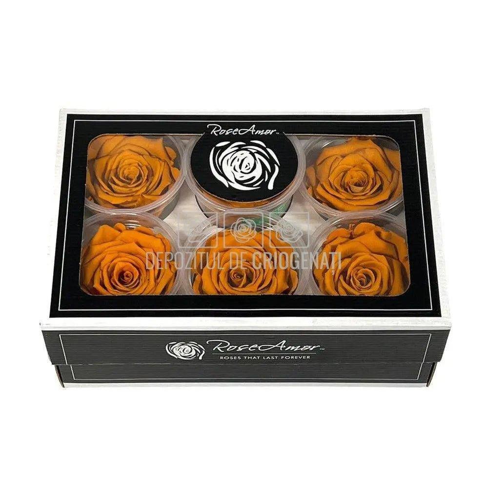 Trandafiri Criogenati XL CLY-01 (Ø6-6,5cm, set 6 buc /cutie) - DepozituldeCriogenati.ro